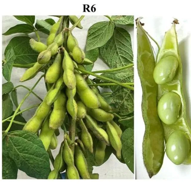 thumbnail for publication: Edamame Growth Stages in Miami-Dade County